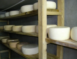 チーズガイド Fabrication and maturing of each type of cheese