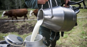 चीज गाइड Raw milk: guarantees quality cheese