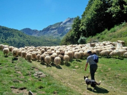 From Milk to Cheese Ewes and cheese