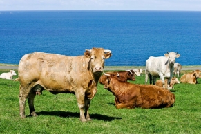 Guide du fromage La ferme