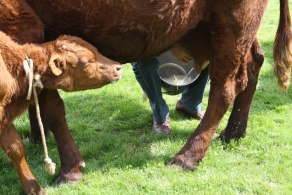 Du lait au fromage... Les vaches et le fromage