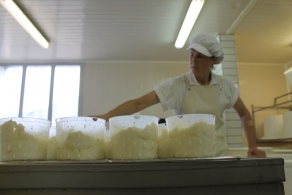 奶酪指南 The main principles of cheese-making