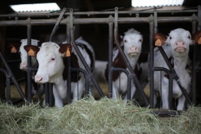 La ferme La ferme