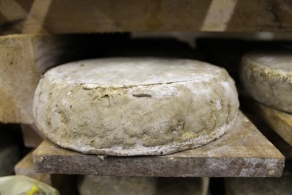 Fabrication and maturing of each type of cheese Pressed, uncooked cheeses