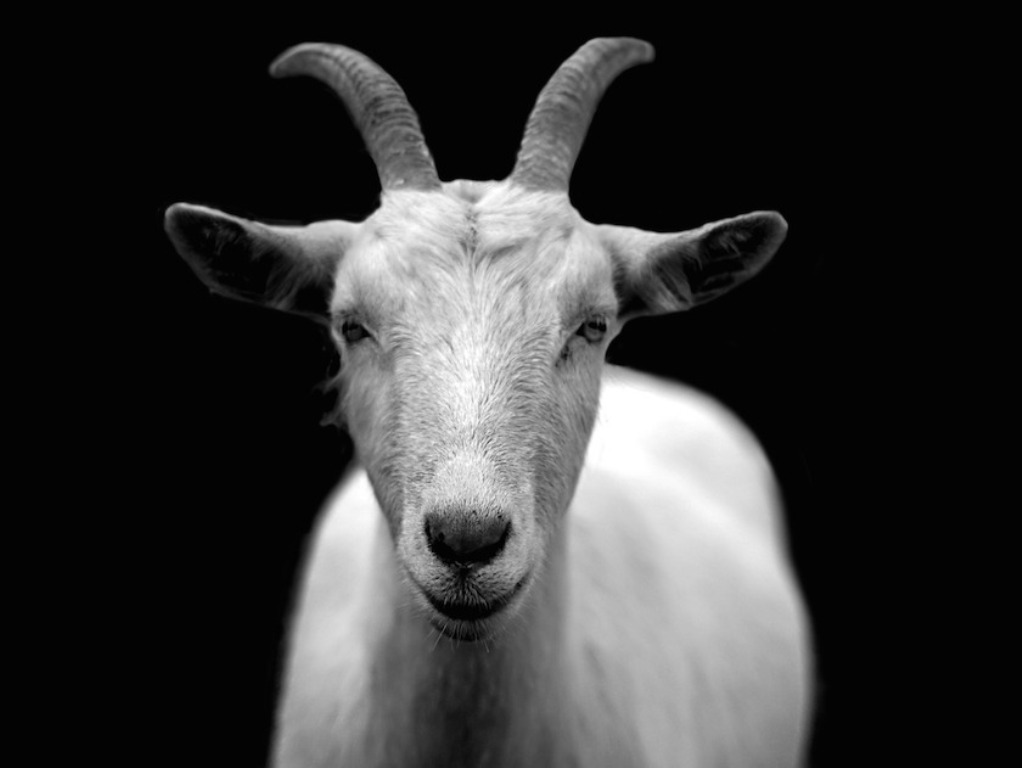 Chèvre en noir et blanc