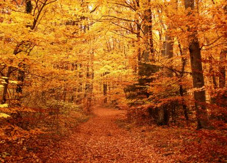 Automne