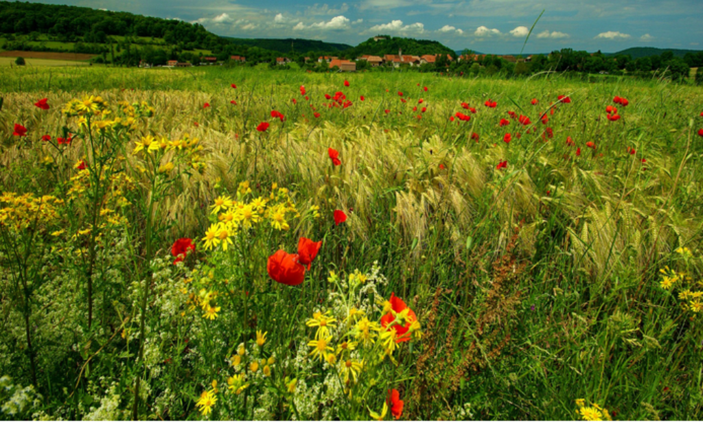 Été