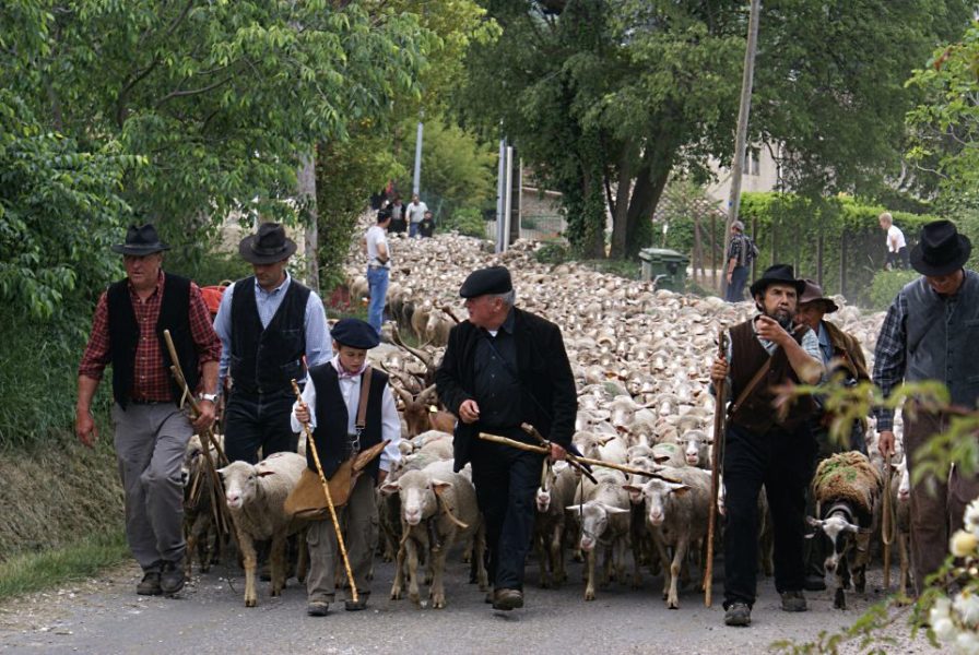 fete-transhumance-saint-remy-de-provence
